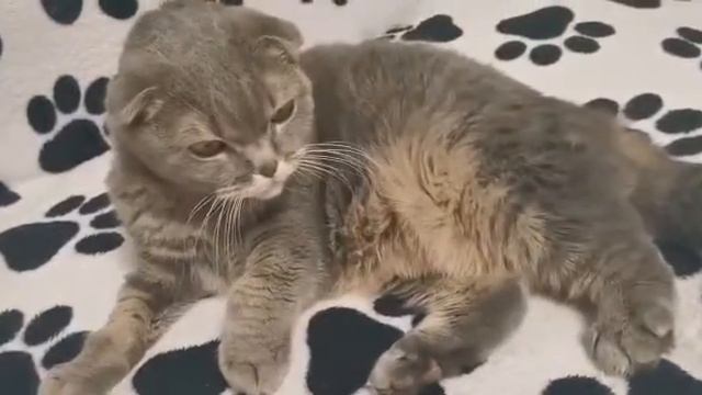 Смешная кошка танцует ?? Ася банан OwO ?? смотреть онлайн