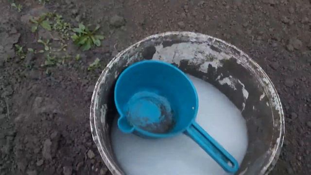 Первая подкормка смородины и крыжовника весной. смотреть онлайн