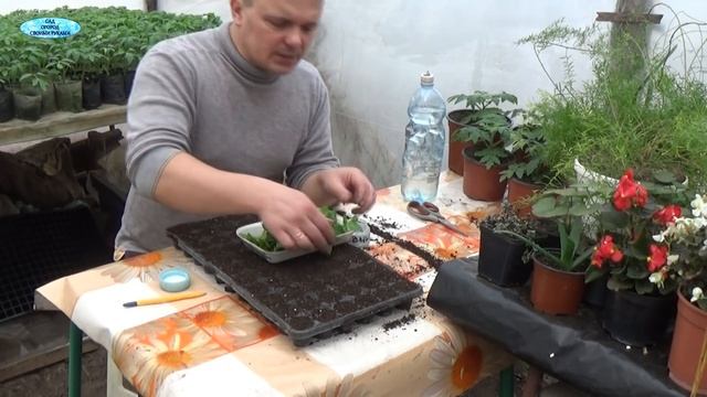 КАК ПРОВЕСТИ ФОРМИРОВАНИЕ АМПЕЛЬНОЙ ПЕТУНИИ С ДВОЙНОЙ ПОЛЬЗОЙ! смотреть онлайн
