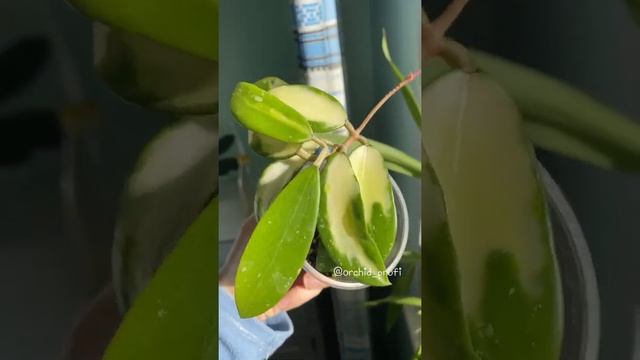 Hoya Acuta variegated. смотреть онлайн