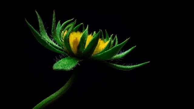 Молитва о здравии печени смотреть онлайн