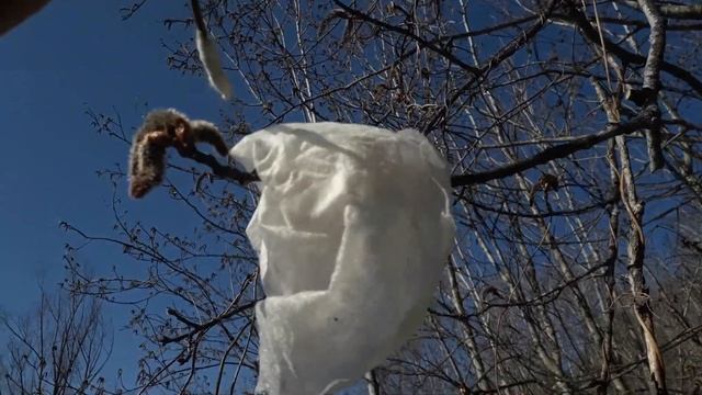 Опыление женской осины тополем белым пирамидальным смотреть онлайн