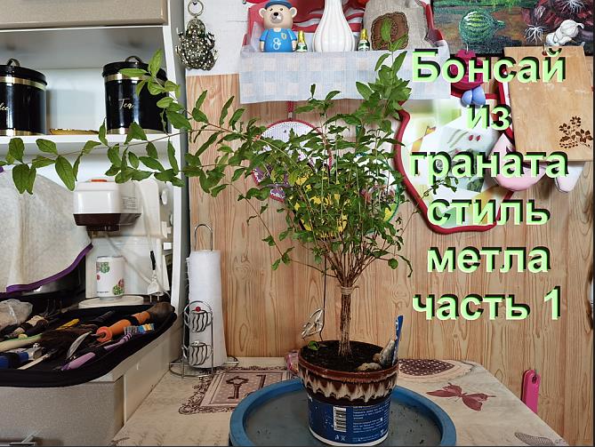 1.Формировка бонсай стиль метла.Часть 1 Bonsai style broomstick.