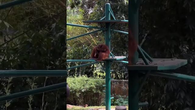 Кенгуру с огромными …. Глазами . Зоопарк Куала-Лумпур 2023 смотреть онлайн