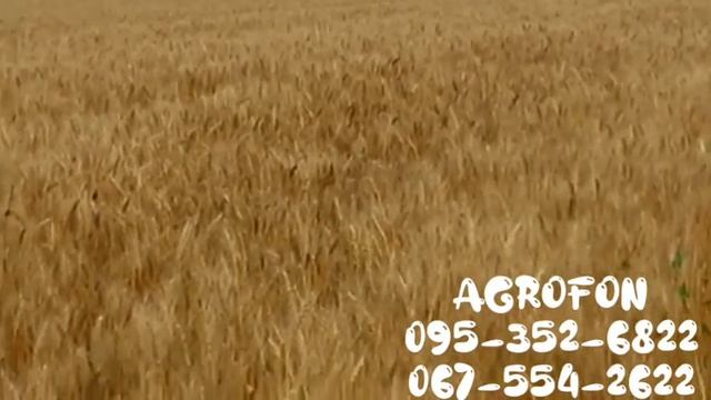 Пшениця НС 40 ?Поспела? Скоро Собирать Урожай смотреть онлайн