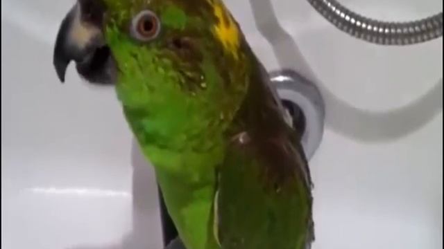 4 ПОПУГАЯ ПОЮТ ПЕСНИ И РАЗГОВАРИВАЮТ. смотреть онлайн