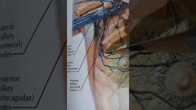 Axillary lymph nodes смотреть онлайн