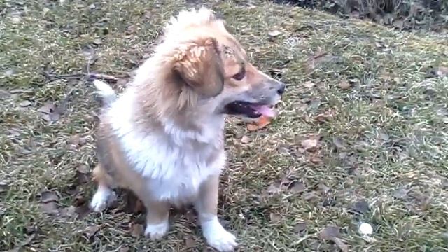 Собака по кличке -Белка смотреть онлайн