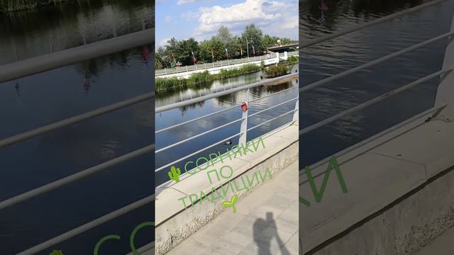 🌱ТРАДИЦИОННЫЕ СОРНЯКИ НА НАБЕРЕЖНОЙ 🌵#СТАРЫЙОСКОЛ #НАБЕРЕЖНАЯ #СОРНЯКИ #КЛУМБА смотреть онлайн