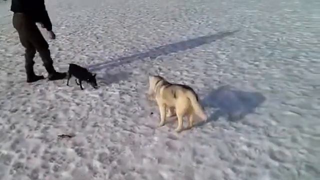 [03] Гуляем с хаски: Пинчер + смотреть онлайн