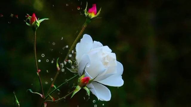 प्रेमाने जग जिंकता येते मन निर्मळ असावे फक्त | смотреть онлайн