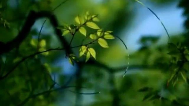 ПЕНИЕ РАЙСКИХ ПТИЦ смотреть онлайн