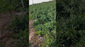 сорт томата лоджейн  F1 25- iyun 2023