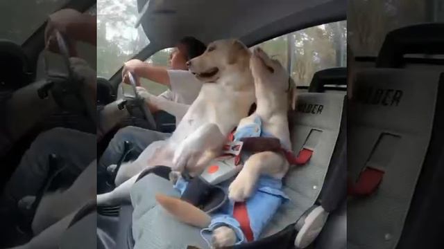 #memes смотреть онлайн