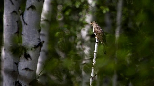 Sound cuckoo | Звук кукушки смотреть онлайн