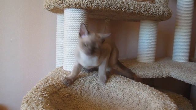 GUY VENABLES смотреть онлайн