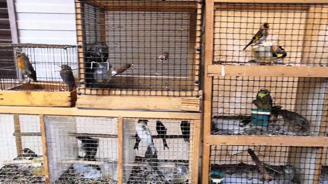 ЮГО-ЗАПАДНЫЙ ПТИЧИЙ РЫНОК КУПЕЧЕСКИЙ Г ВОРОНЕЖ 2019Г. смотреть онлайн