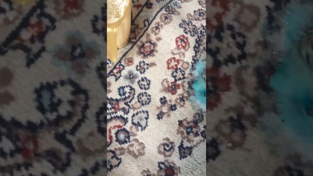 Зеленканы калай кетирсе болады? онда сиздерге жауап менин видеомды кориниз бары жаксы болады! смотреть онлайн