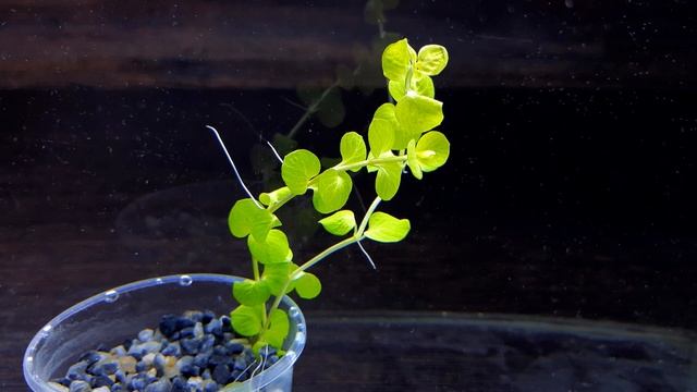 ЛИСИМАХИЯ АУРЕЯ. Lysimachia nummularia 'Aurea'. СЕКРЕТЫ ВЫРАЩИВАНИЯ смотреть онлайн