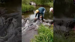 Разрушение плотины бобров (часть 2)