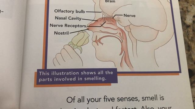 SMELL (Level H) смотреть онлайн