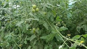 Отличный сладкий ТОМАТ. Японский трюфель.