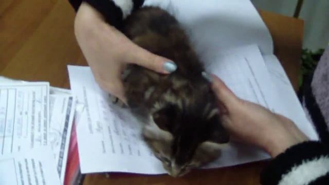 Первородное разведение кошек (если нет родословной) смотреть онлайн