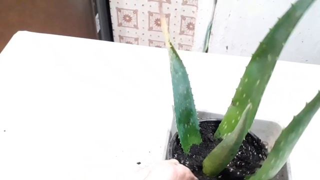 сею рассаду, укореняем лист алоэ