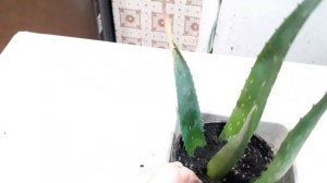 сею рассаду, укореняем лист алоэ