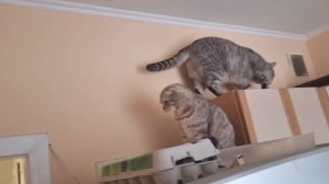 Брачные игры папы кота и мамы кошки