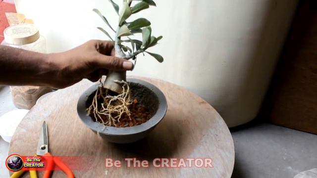 How to grow, Adenium (Desert rose) with Redial Roots, With English subtitles, Be the Creator смотреть онлайн