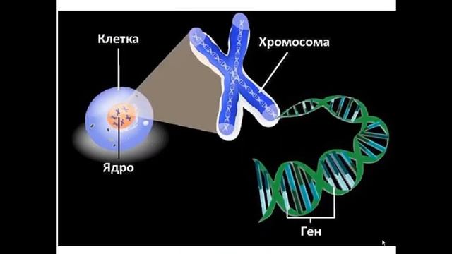 Ядро и хромосомы эукариотической клетки смотреть онлайн