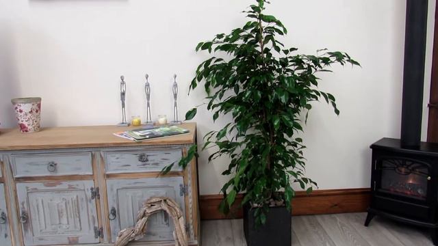 Ficus Indoor Plant Weeping Fig 1.5m (Complete) смотреть онлайн