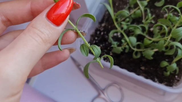 Делайте ТАК, если хотите КРЕПКУЮ и ПУШИСТУЮ рассаду смотреть онлайн