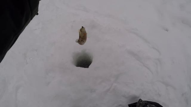 В ГЛУХОЗИМЬЕ ЭТА СНАСТЬ ДЕЛАЕТ РЕЗУЛЬТАТ! Ловля Плотвы на Безмотылку. ЗИМНЯЯ РЫБАЛКА 2019. смотреть онлайн