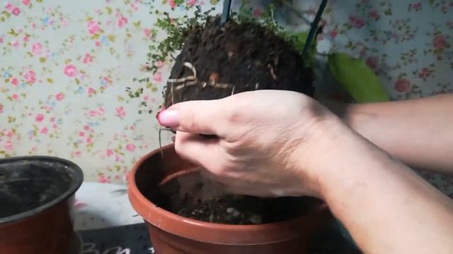 Пересадка комнатного жасмина / мадагаскарского жасмина смотреть онлайн