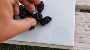 Обзор ранних и среднеранних сортов ежевики!!! Пробуем и взвешиваем ягоду!!!