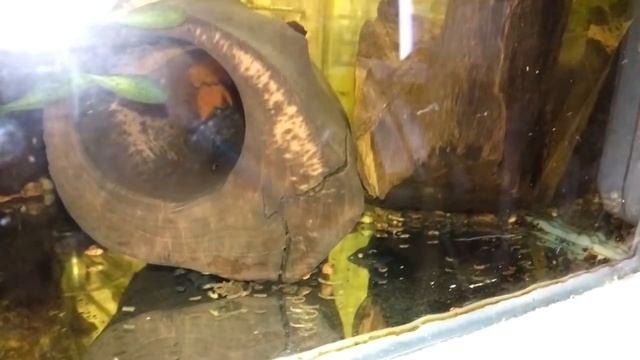 В ДУПЛЕ КЛАДКА ИКРЫ АНЦИСТРУСА!!! смотреть онлайн