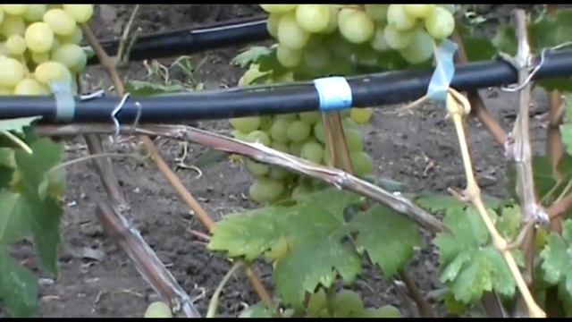 Гурман Изящный - ранний и очень урожайный виноград селекции В. Н. Крайнова смотреть онлайн