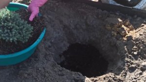 Как сажать можжевельник чешуйчатый Блю Стар