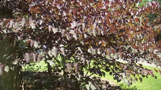 Eastern Redbud смотреть онлайн