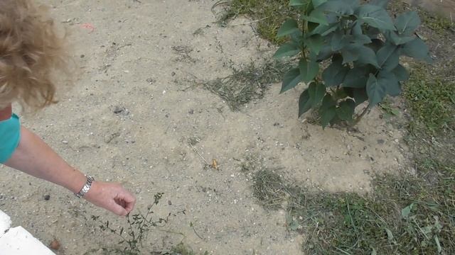 МАМА ИДЁТ В ДЕТСКИЙ САД . смотреть онлайн