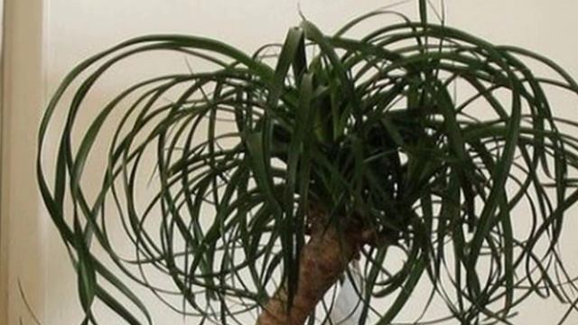 Пересадка Нолины. Какой горшок и грунт подходит для Бокарнеи. смотреть онлайн