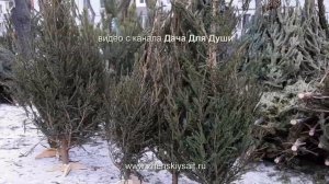 КАК выбрать ЁЛКУ: живая или искусственная????