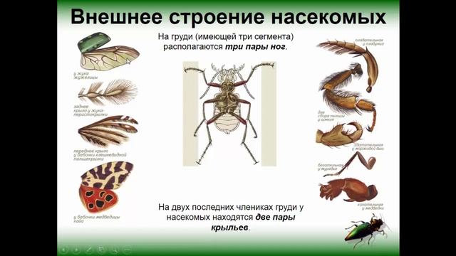 Биология. Раздел Зоология. Класс Насекомые. Внешнее строение. Людмила Ивановна. Profi-Teacher.ru смотреть онлайн