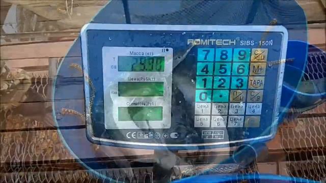 Зарыбление осетром нижнего водоёма 100 кг. смотреть онлайн