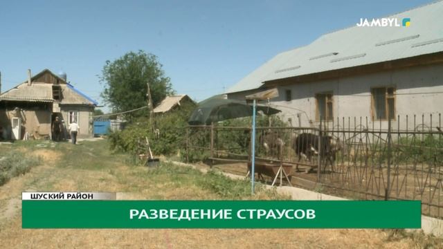 Разведение страусов смотреть онлайн