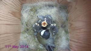 Как рождаются и растут птенцы в скворечнике