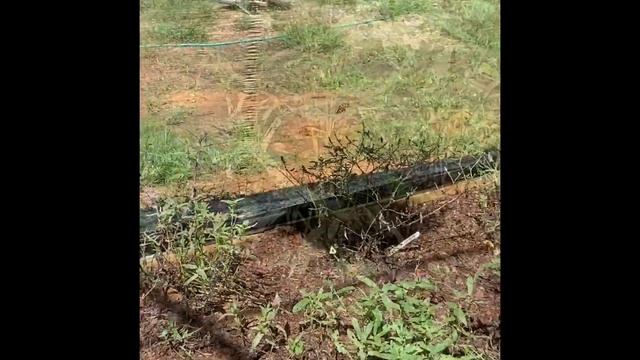 Что цветет в Ботаническом саду в Алабаме… в сентябре? Бамия, батат и «смех земли»…Японский сад. смотреть онлайн