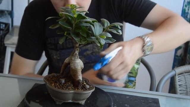 Бонсай сохнет! Что делать если бонсай гибнет? Первые шаги к спасению дерева бонсай! смотреть онлайн